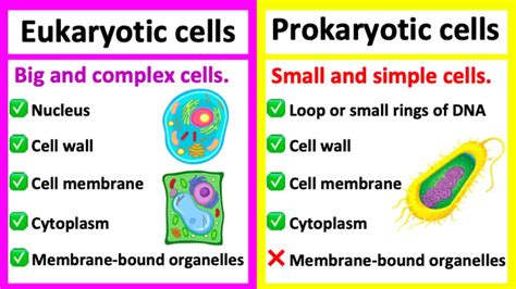Eukaryotic Cells Vs Prokaryotic Cells What S The Difference Youtube