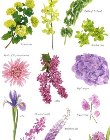 Liste De Noms De Fleurs Latelier Des Fleurs