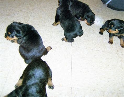 Check spelling or type a new query. Rottweiler Puppies For Sale | Dinwiddie, VA #184269