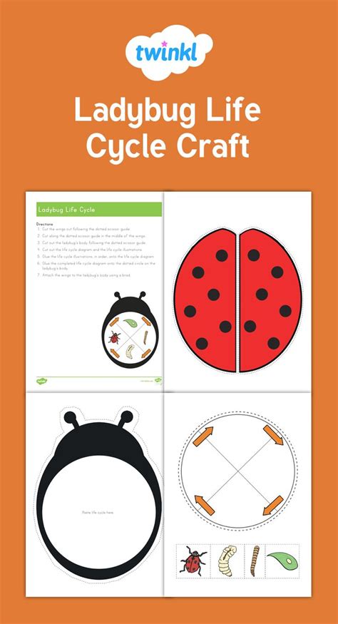 Ladybug Life Cycle Craft In 2023 Ladybug Life Cycle Life Cycles