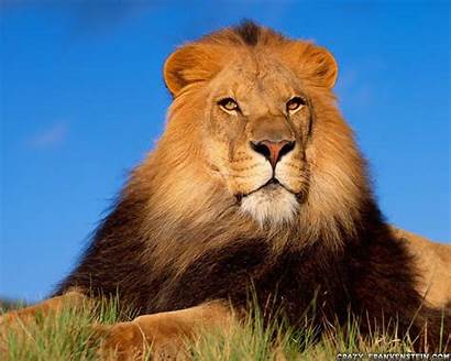 Lion Male Animals Lions Wallpapers Beast King