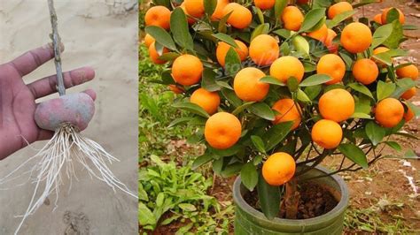 Best Way To Grow Orange Tree From Orange 100 Work Grow Orange Seed