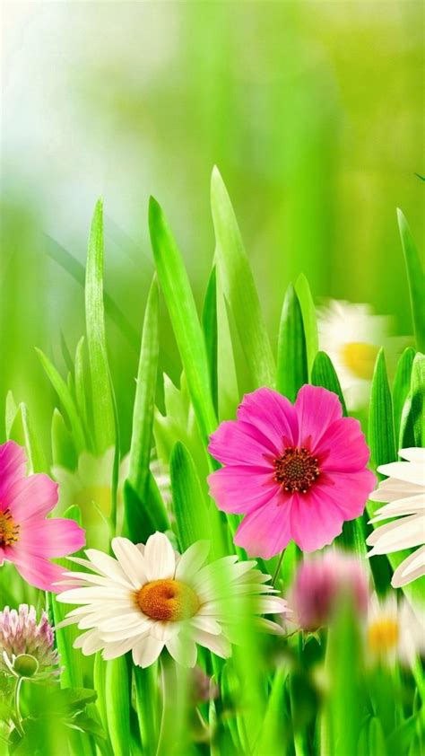 Colorful Spring Flowers Iphone Wallpaper Foto Kolekcija
