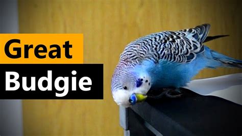 The Daily Life Of A Budgie Cookie Youtube