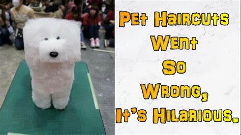 Pet Haircuts Went So Wrong Its Hilarious Youtube