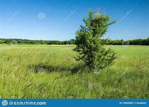 Single Tree On A Green Meadow Stock Image Image Of Green Tree 128325847