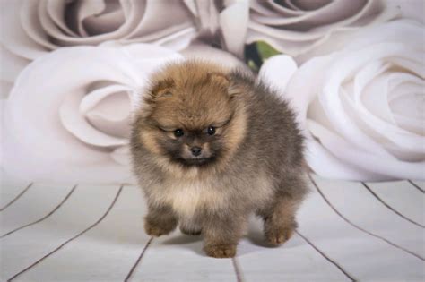 Elite Bloodline Pomeranian Female Puppy For Sale In Camden London
