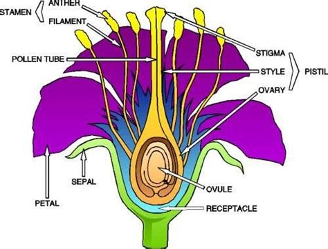 Angiosperms Plant Reproduction And Responses