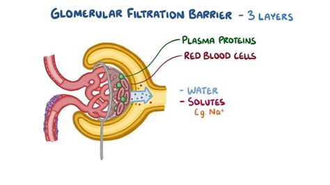 Glomerular Filtration Video Anatomy Definition Osmosis