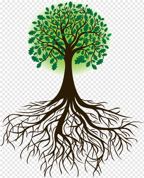 Roots Tree With Roots Drawing Transparent Png 692x858 764608