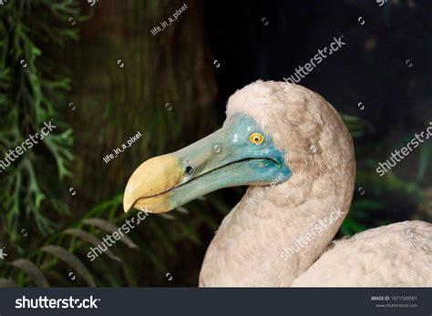 The Dodo Raphus Cucullatus Is An Extinct Flightless Bird That Was