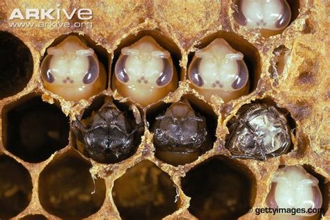 Honey Bee Photo Apis Mellifera A8703 Arkive Honey Bee Honey