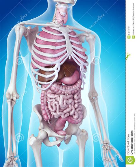 Les organes humains illustration stock. Illustration du digestif - 57248707