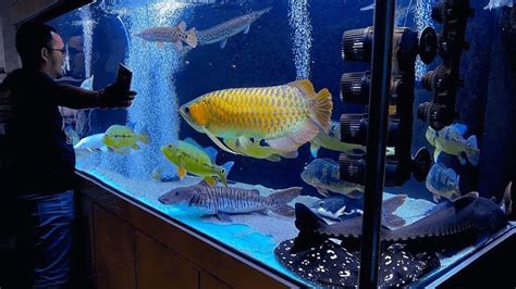 7 Unbelievable Monster Cichlid Tank Best Monster Fish In Big Aquarium