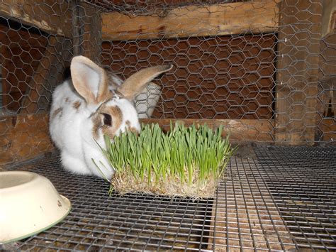 Growing Your Own Rabbit Feed Instructables