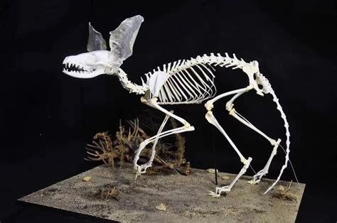 Fennec Fox Skeleton Скелет Артбуки Череп
