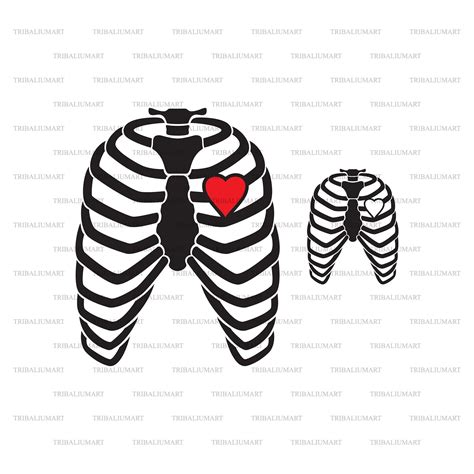 Human Rib Cage Skeleton With Heart Cut Files For Cricut Clip Etsy