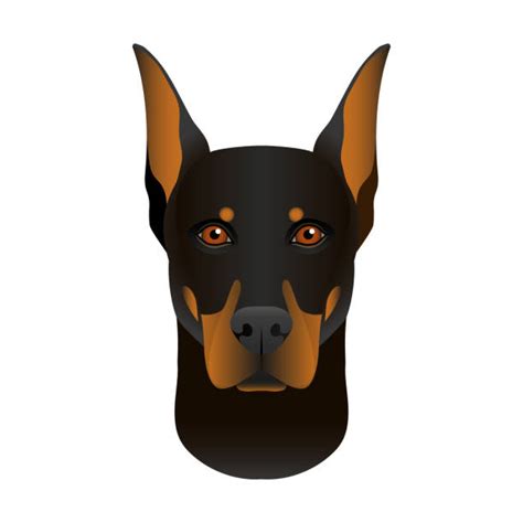 Drawing Of The Doberman Pincher Illustrations Royalty Free Vector Graphics And Clip Art Istock