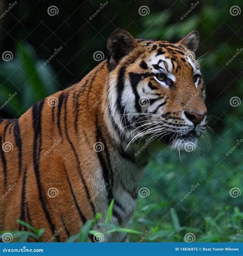 Portrait Of Sumatran Tiger Stock Image Image Of Wild 14836875