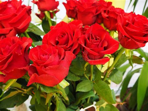 A Bunch Of Red Roses Stock Image Image Of Bloom Color 145995939