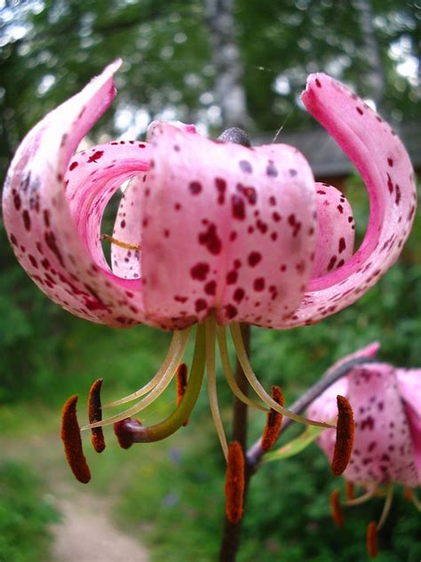 Pink Tiger Lily Lilium Lancifolium Flower And Landscape Gardening