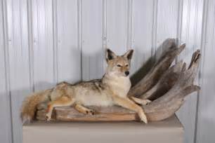 Full Body Coyote Taxidermy Mount Taken In North Dakota By D