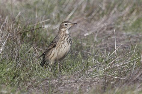 American Pipit Birds Of San Mateo County · Inaturalist