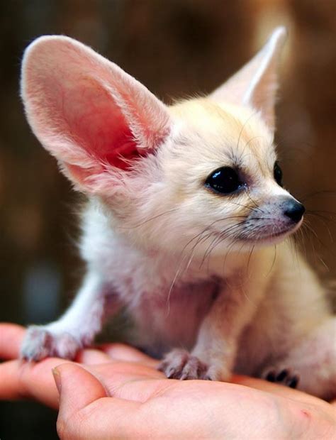 Fennec Fox Probably The Most Adorable Fox On The Earth Design Swan