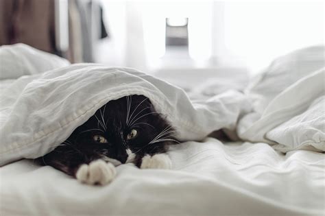It is not likely that cats and dogs will introduce a bed bug infestation into a home because any bugs that crawled onto them to feed during the night. 7 Everyday Cleaning Tips For Cat Owners | Figo Pet Insurance