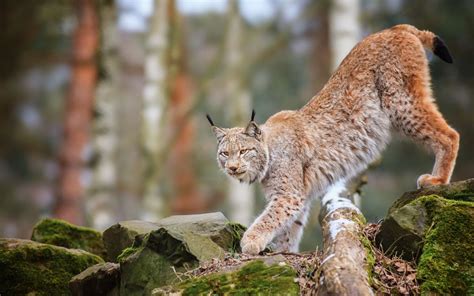 Animals Cats Lynx Trees Forest Wildlife Predator Nature