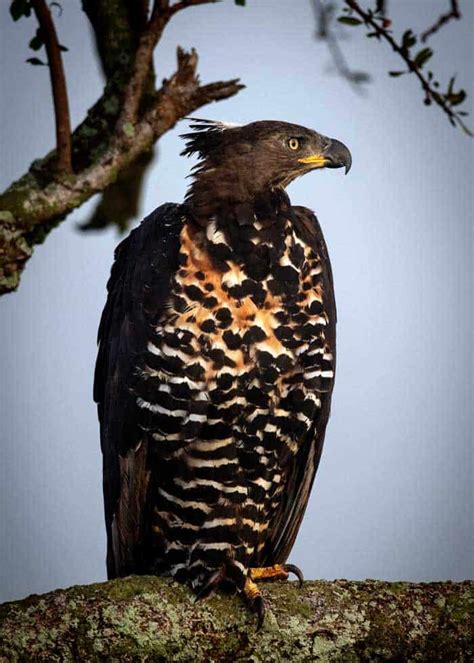 21 Crowned Eagle Facts Guide To Africas Strongest Eagle Storyteller