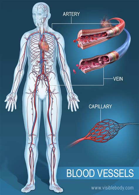 Major Blood Vessel Chart Pin On Human Aandp Capillaries Are Between