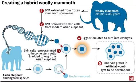 How To Clone A Mammoth By Beth Shapiro Lvwes