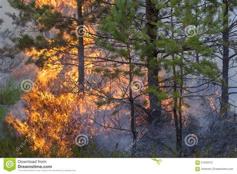 Pine Forest Fire Stock Photo Image Of Crown Mountain 57022312