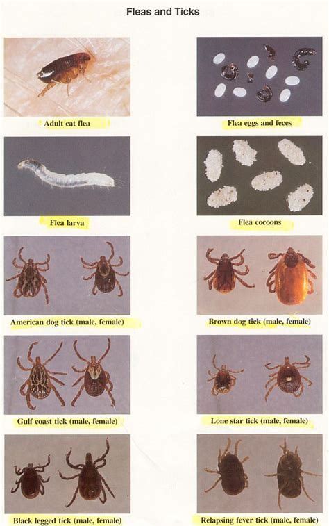 Canine Parasite Egg Identification Chart