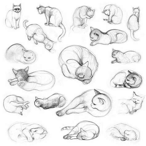 Pin By Jita On Cats Cat Drawing Tutorial Cats Art Drawing Cat Sketch
