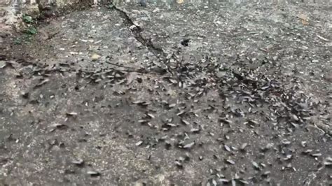 Giant Swarm Of Flying Ants Spotted From Space Over Uk Uk News Sky News