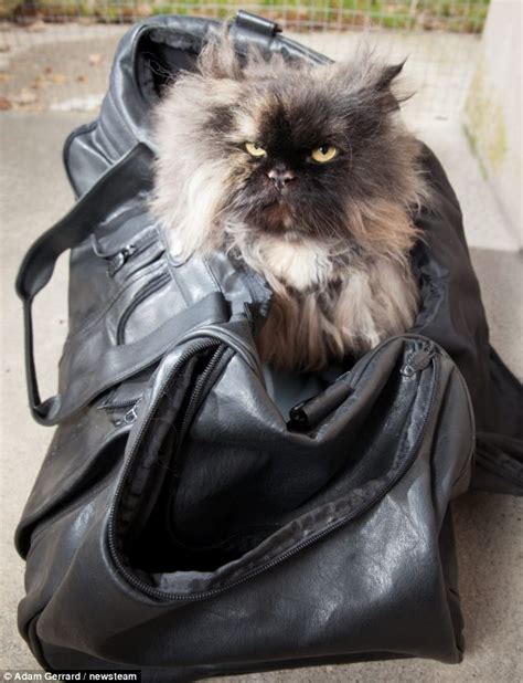 Cat Survives 3400 Mile Journey After She Travelled Inside Owners Bag From Cairo To London