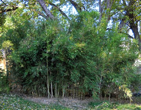 Creating A Privacy Hedge With Bamboo A Complete Guide