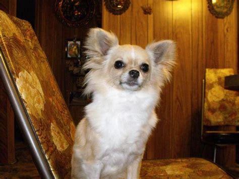 I swear it's even more firmly in place than. Female Creme & White long hair Chihuahua - 2yr. for Sale ...
