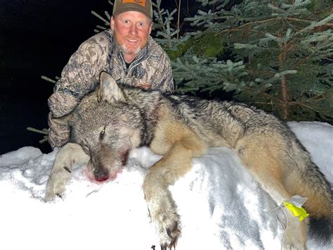 Montana Trophy Gray Wolf Hunt