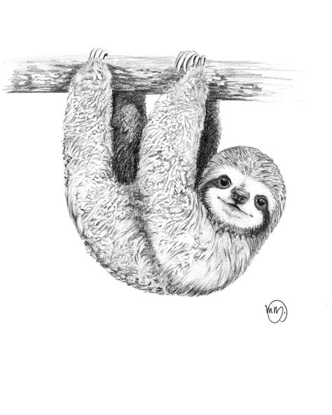 Babysloth Sloth Drawing Sloth Art Sloth Tattoo