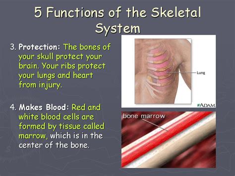 The 12 parts of the endocrine system. Skeletal System - online presentation