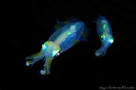 3 Likes Tumblr Underwater Photography Ocean Ocean At Night Cute