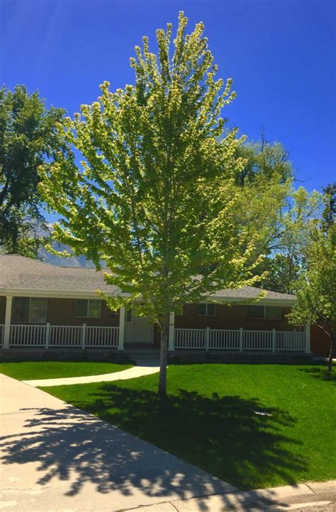 The 10 Best Shade Trees To Block The Sun And Beautify Your Yard Artofit