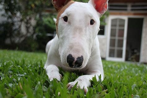 How to Buy a Bull Terrier and Not Get Scammed | PetHelpful