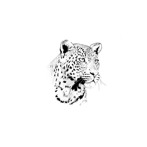 Tattoo Stencil Outline Outline Drawings Tattoo Stencils Leopard