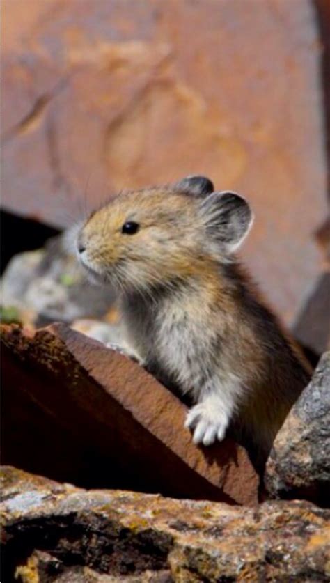Baby Pika Pikas Are Small Mammals Related To Rabbitshares They Are
