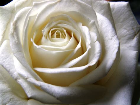 Rose White Free Stock Photo White Rose 17896
