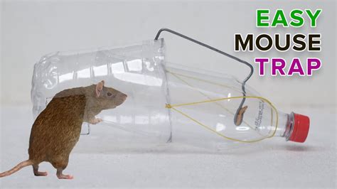 Water Bottle Mouse Trap Best Mouse Trap Rat Trap Homemade Youtube